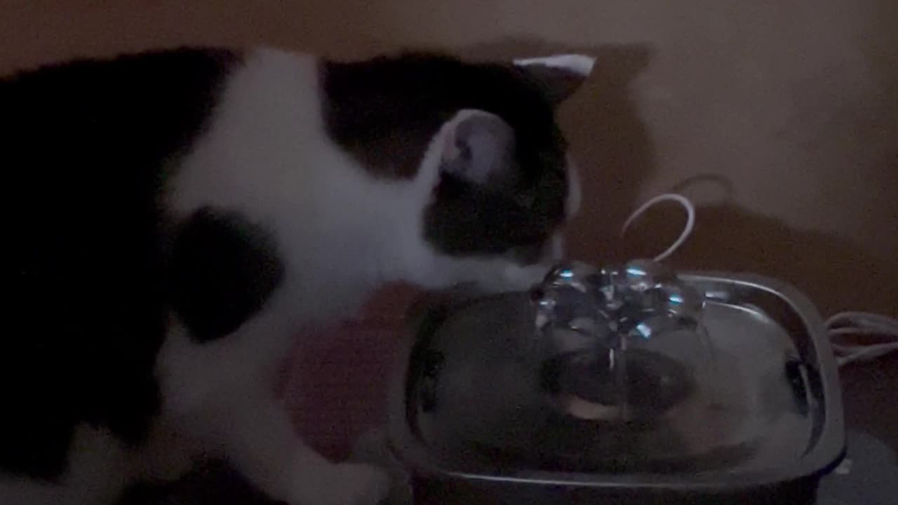 Peanut’s refreshing drink