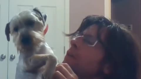 Batman & Chewy return from doctor after fight #yorkshireterrier #funnydogs