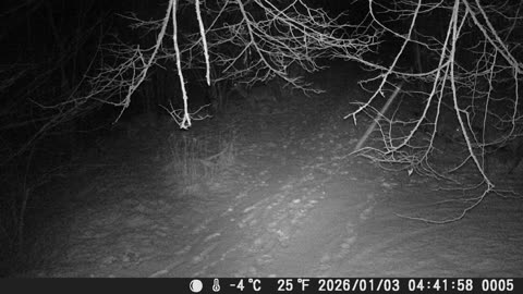 Rehe unterwegs am 03012026