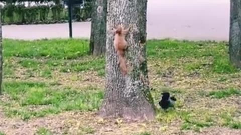 When Birds and Squirrels Take ‘Tree Tag’ to a Whole New Level! 🐦🐿️😂