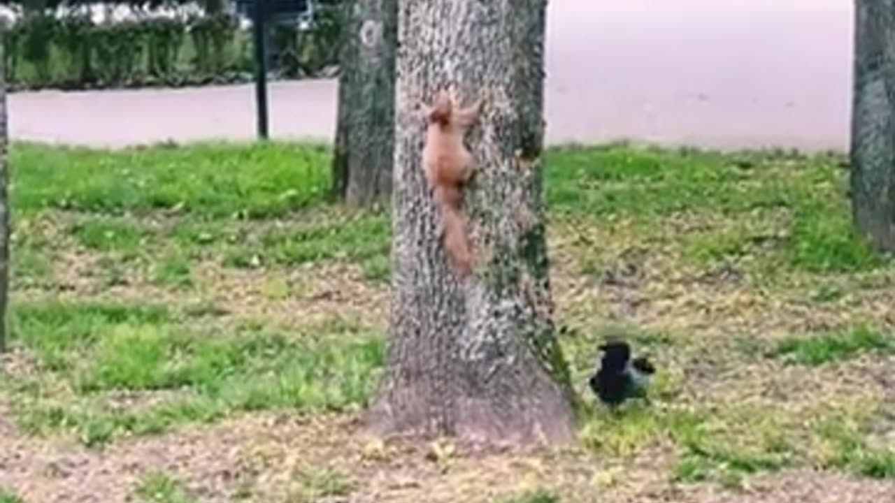 When Birds and Squirrels Take ‘Tree Tag’ to a Whole New Level! 🐦🐿️😂