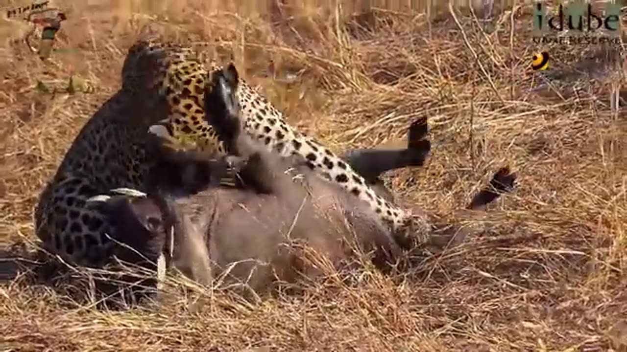 I Seen: The Most Epic, Leopard vs. Warthog Battle Ever.