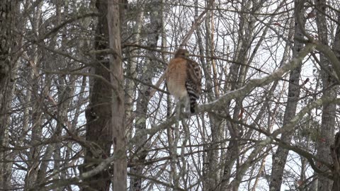 Red-shouldered hawk