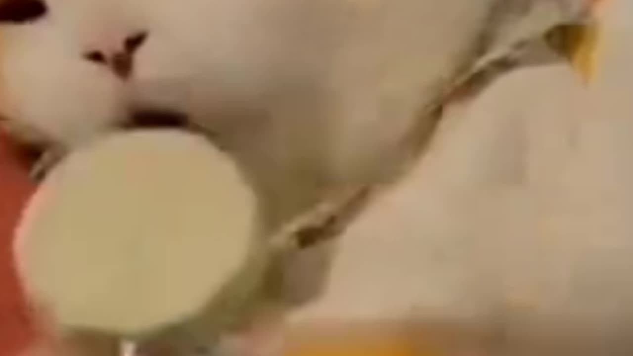 Cat fakes sleeping 😴😴😴😴😴