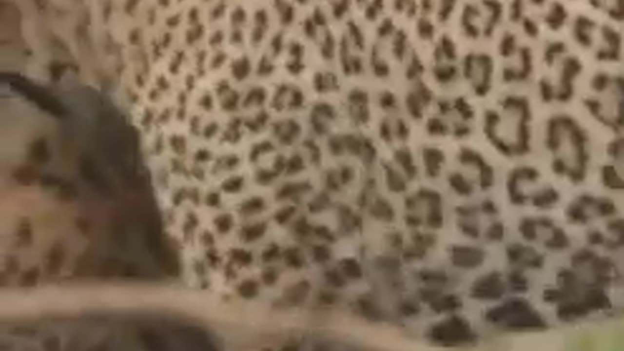 Epic Animal Showdowns: Unbelievable Wildlife Battles of 2025! 🐾🔥 #Shorts”