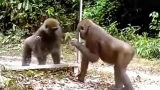Animals vs mirror