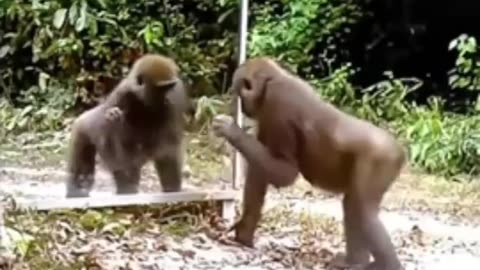 Animals vs mirror
