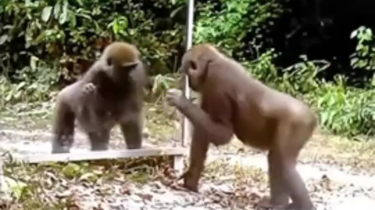 Animals vs mirror