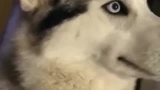 Guilty Dogs