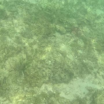 Snorkeling Through Serenity