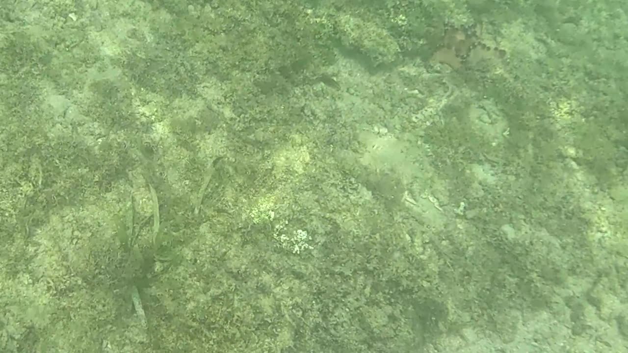 Snorkeling Through Serenity