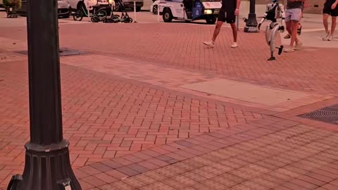 Live Robot in Sarasota Florida
