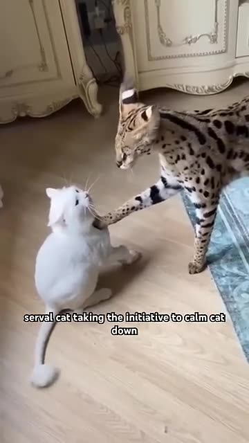 Big bro calming little bro down.