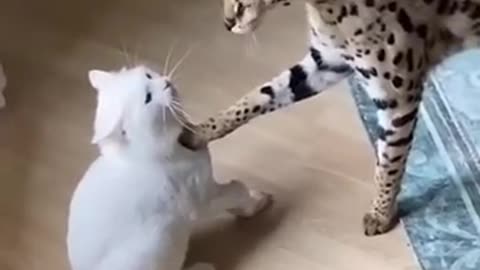 Big bro calming little bro down.