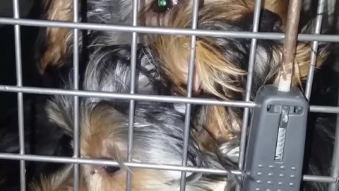 Batman & Chewy -- Packed in a Crate #funnydogs #yorkies #batman