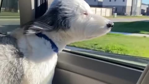 2024 Funny Cats and Dogs – Ultimate Pet Fails