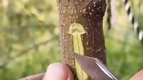 Tree grafting master.