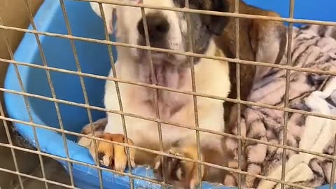 Dogs reactions after getting adopted ❤️😭 #foryou #dog #doglove #fyp #love