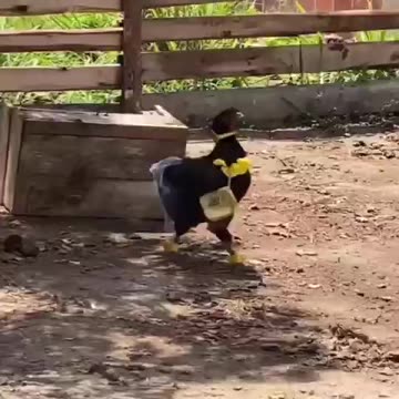 Chickens after the price of eggs went up