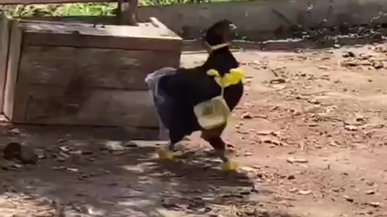 Chickens after the price of eggs went up