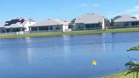 Cloudless Sulfur Butterfly