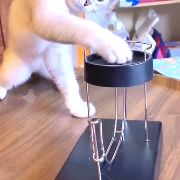 Funny video: Do ​​cats understand science video 2025 skc.com 117