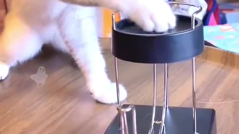 Funny video: Do ​​cats understand science video 2025 skc.com 117