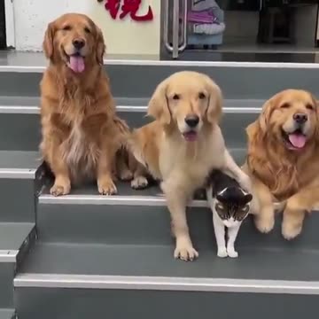 3 dogs and a cat positioning for a family photo