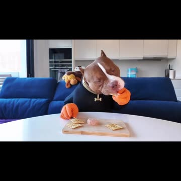 Viral🔥 funny🤣 dog