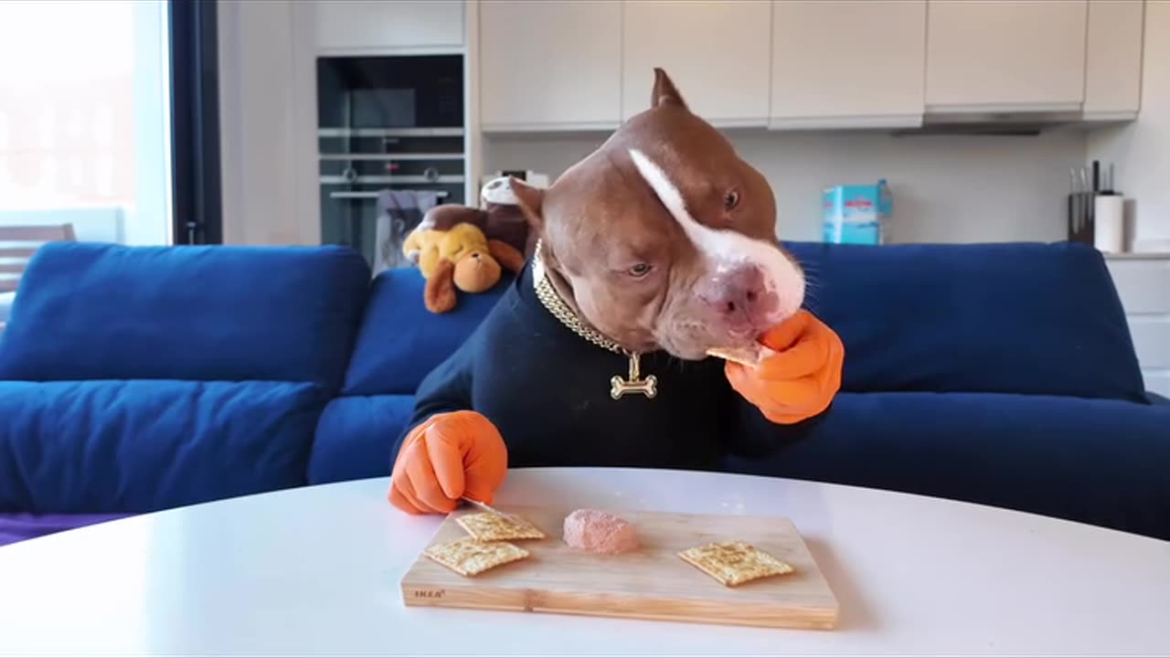 Viral🔥 funny🤣 dog