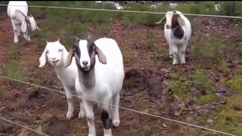 Animals Getting Shocked with Funny Sound Effects
