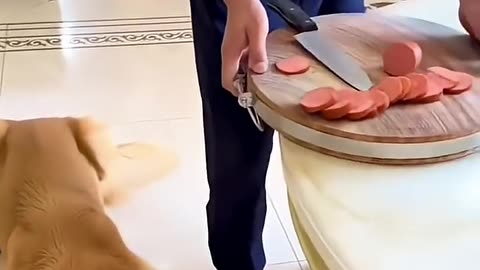 “The Hungry Hero: When Snacks Become a Mission! 🐾🍔🤣”