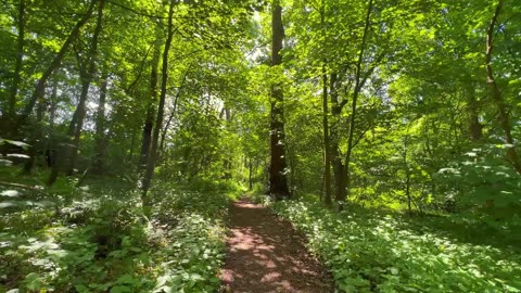 Misty Morning Lofi – Calm & Soft Beats