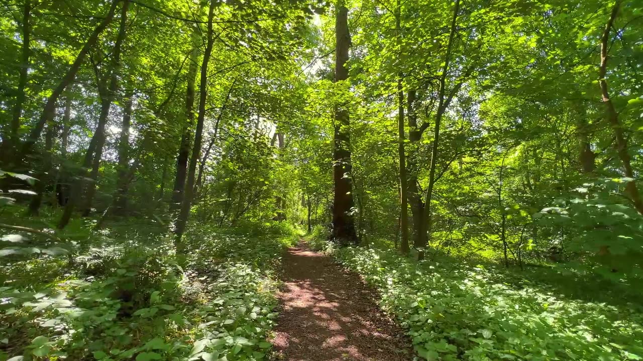 Misty Morning Lofi – Calm & Soft Beats