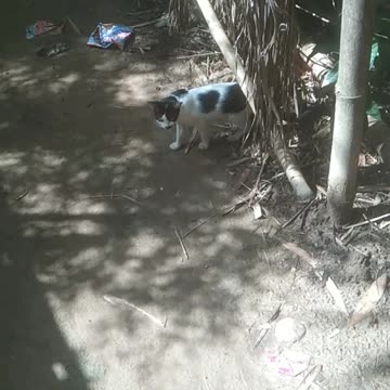 Real cat is very funny run