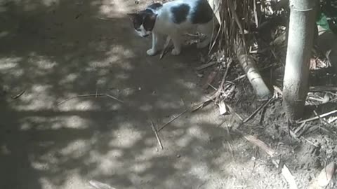 Real cat is very funny run