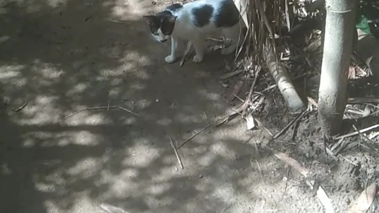 Real cat is very funny run