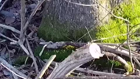 Overview of the Initial Phase of Bush-Honeysuckle Removal