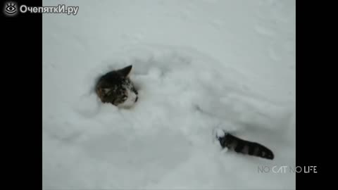 COMPILATION HOW CATS MEET SNOW FOR THE FIRST TIME