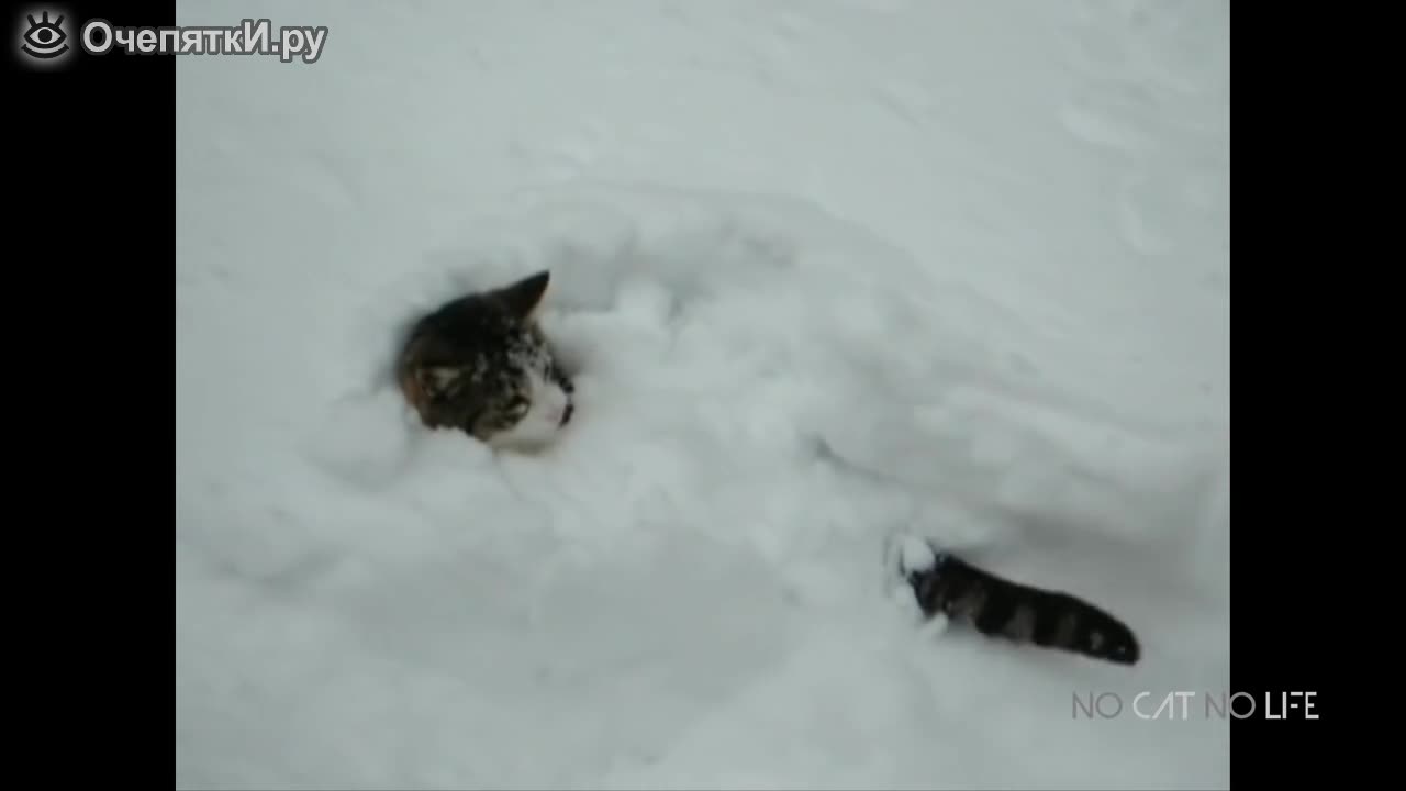 COMPILATION HOW CATS MEET SNOW FOR THE FIRST TIME