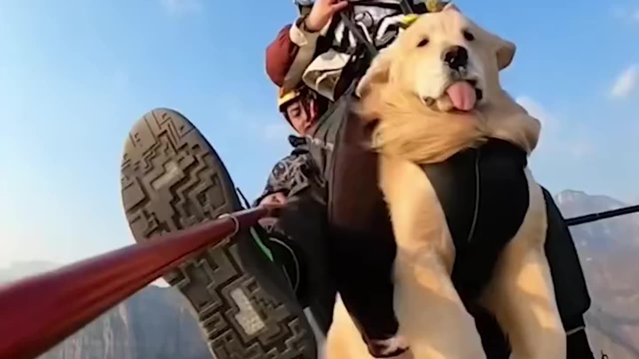 A Chinese woman gave her golden retriever an unforgettable paragliding flight