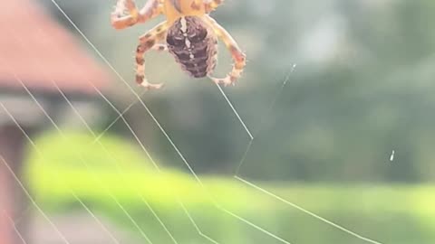 😮✨ Spider's Web Fail During Wind Storm! You Won't Believe the Mistake | FeedMyCuriosity