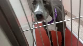 Eleanor-tan-white body-avoider 2y A876636 Oberyn-black 3y A872712 kennel 179 PACC shelter20251008207