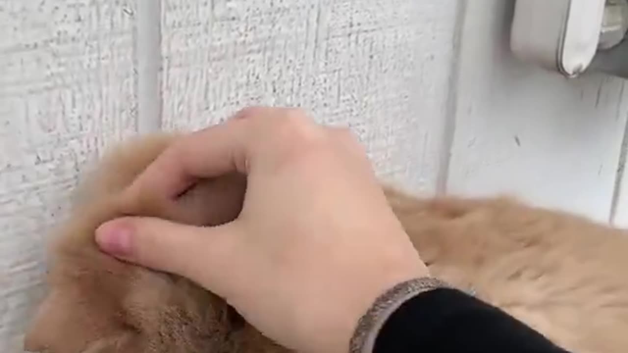 allowing the cat to sniff ur hand before petting is a must