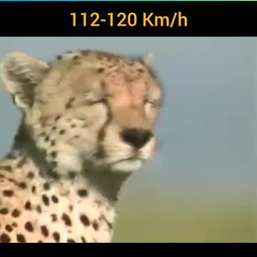 Cheetah vs Formula E Car Who’s the Fastest?