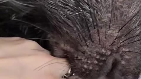Cat Dog