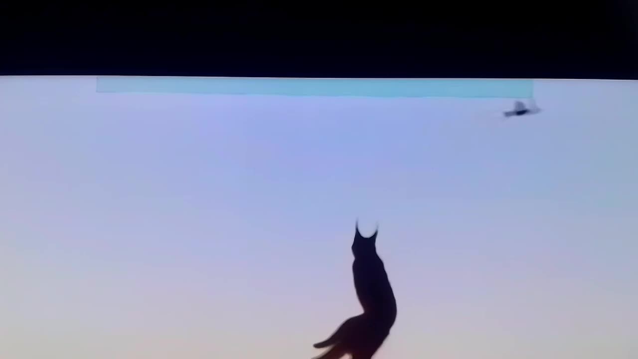 Most Powerful BIG CATS hunt Birds! Long Jumping