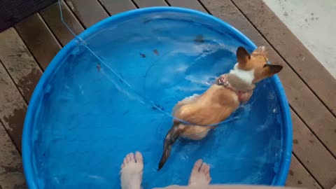 Another Corgi puppy in the pool video