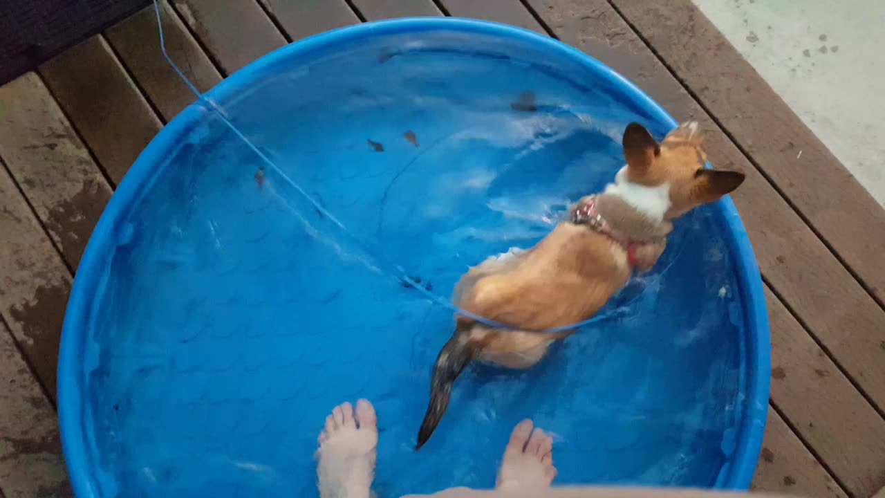 Another Corgi puppy in the pool video