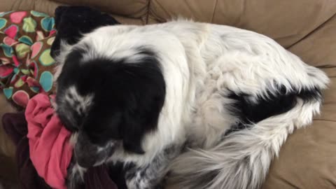 Great Pyrenees have no concept of personal space